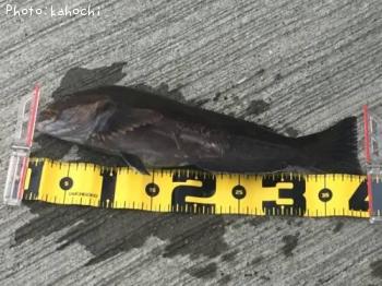 �����ʥ�