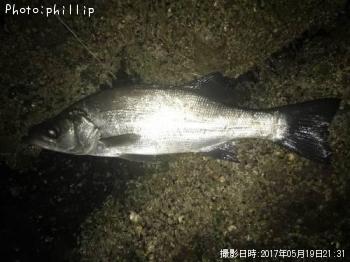 ¥Ò¥é¥»¥¤¥´