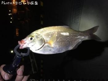 ���ߥ��ʥ�