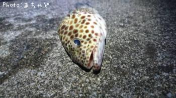 �����ߡ��Х��ڥ�����ϥ���