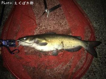 ¥¢¥á¥ê¥«¥Ê¥Þ¥º