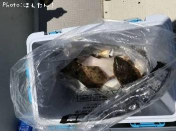 ���쥤�������ʥ�