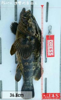 �٥å�������