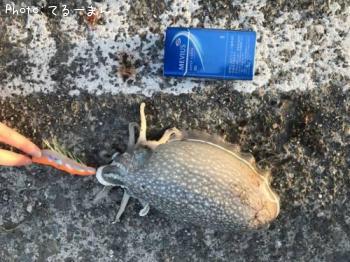 ����䥱����