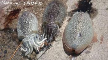 ����䥱����