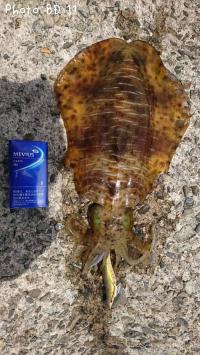 �����ꥤ��