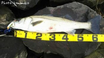 �����Х�