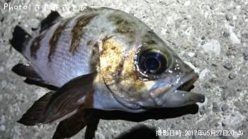 メバル&シーバス