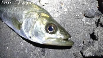 メバル&シーバス