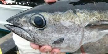 ¥ß¡¼¥·¥Ó¡Ú¥á¥Ð¥Á¥Þ¥°¥í¡Û