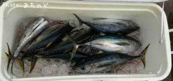 ¥ß¡¼¥·¥Ó¡Ú¥á¥Ð¥Á¥Þ¥°¥í¡Û