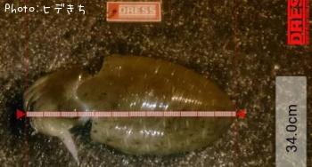 ¥â¥ó¥´¥¦¥¤¥«