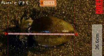 ��󥴥�����