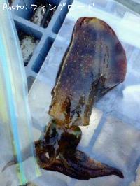 ¥¢¥ª¥ê¥¤¥«