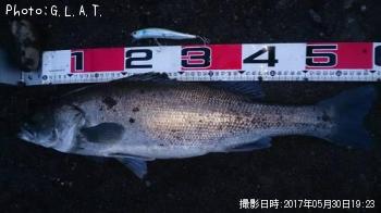 シーバス