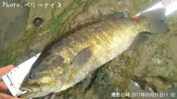 ���⡼��ޥ����Х�