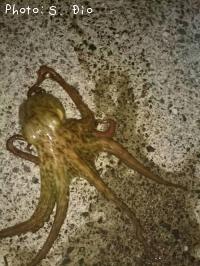 �ޥ����ʡ��