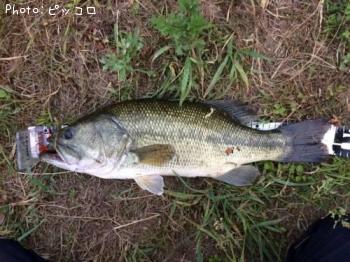 ¥Ö¥é¥Ã¥¯¥Ð¥¹