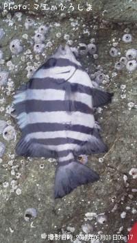 ����Х���