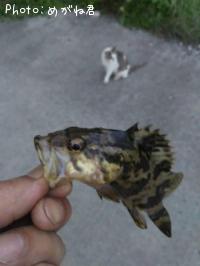 �����Υ���Х�