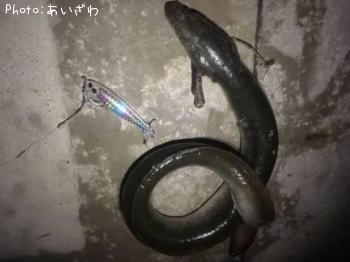 ���ʤ����ʡ�