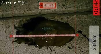 ¥â¥ó¥´¥¦¥¤¥«