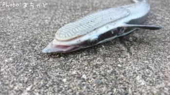 ¥³¥Ð¥ó¥¶¥á