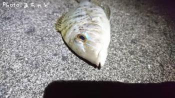 ����ʥ����ڥ��ĥͥե��ե���