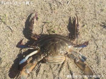 �勵�ꥬ���ˡ�