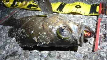 ��Х�������Х�