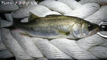 ��Х�������Х�