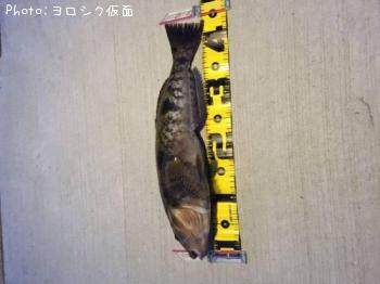 �����ʥ�