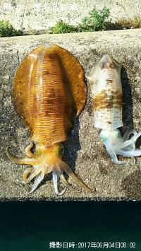 �����ꥤ��