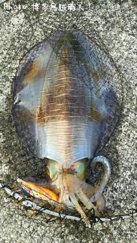 �����ꥤ��