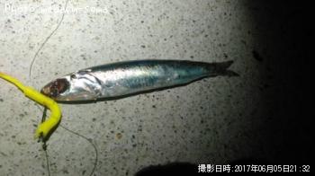 ¥«¥¿¥¯¥Á¥¤¥ï¥·¡Ê¥·¥ç¥¢¥é¥¤¥ó¥·¥ã¥¤¥Ê¡¼¡Ë