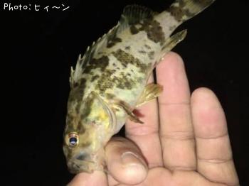 �����Υ���Х�