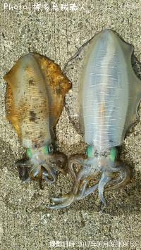 �����ꥤ��