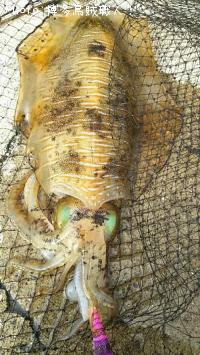 �����ꥤ��