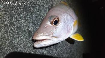 ¥ä¥Þ¥È¥Ó¡¼¡Ú¥Ë¥»¥¯¥í¥Û¥·¥Õ¥¨¥À¥¤¡Û