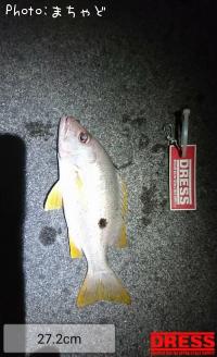 ¥ä¥Þ¥È¥Ó¡¼¡Ú¥Ë¥»¥¯¥í¥Û¥·¥Õ¥¨¥À¥¤¡Û