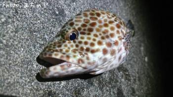 �����ߡ��Х��ڥ�����ϥ���