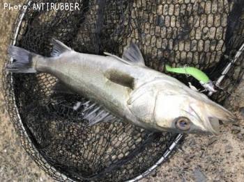 �����Х�