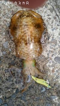 ¥¢¥ª¥ê¥¤¥«