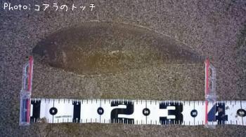 �����ӥ��