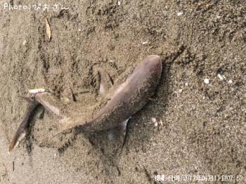 �ɥ�����