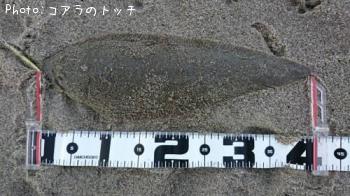 �����ӥ��