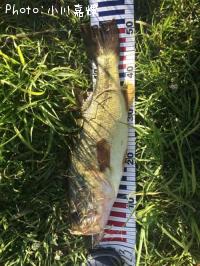 �֥�å��Х�