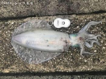 �����ꥤ��