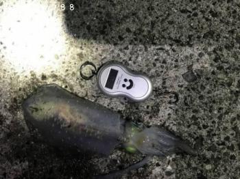 �����ꥤ��