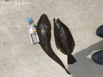 �ޥ����ȥҥ��